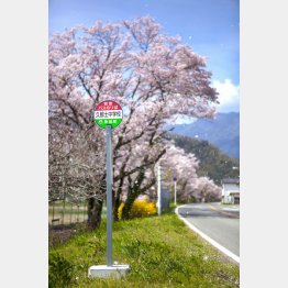 山梨県 身延町久那土の桜(C)日刊ゲンダイ